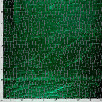 Lamé foliedruk Krokodil groen